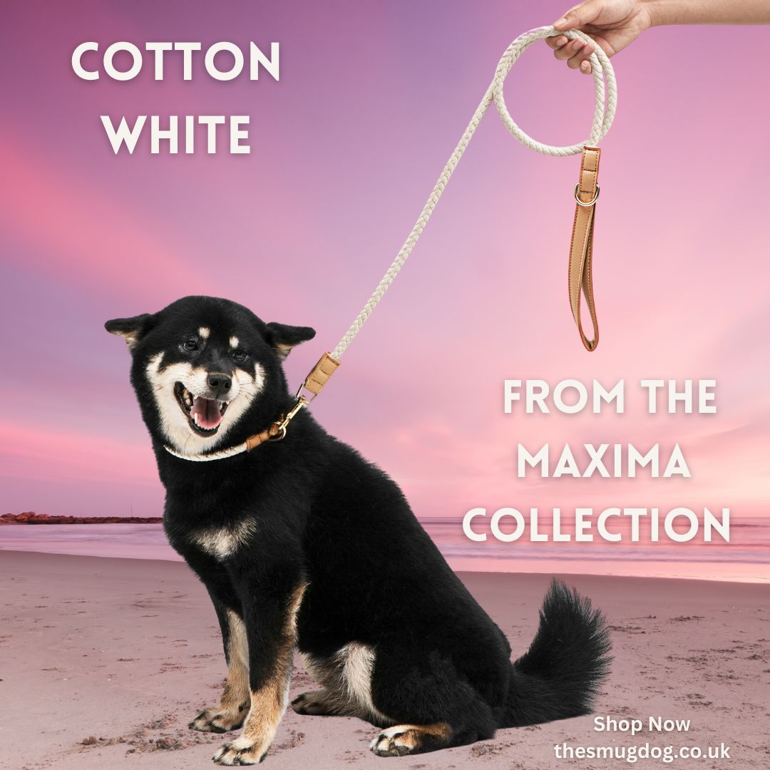 The Maxima Dog Collar Collection